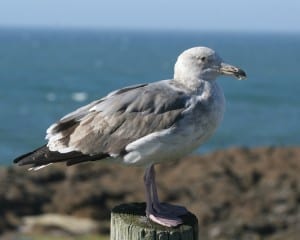 Glaucous-winged X Western Gull hybrid - 2nd cycle