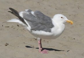 Glaucous-winged X Wester Gull hybrid