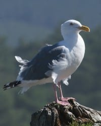 Glaucous-winged X Wester Gull hybrid