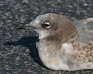 Laughing Gull - 1st cycle