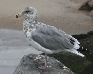 Herring Gull - adult nonbreeding 131
