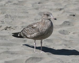 California Gull - 1st cycle