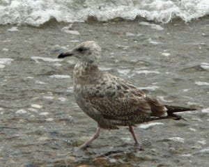 Herring Gull - first cycle (1st winter)