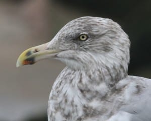 Herring Gull - adult nonbreeding