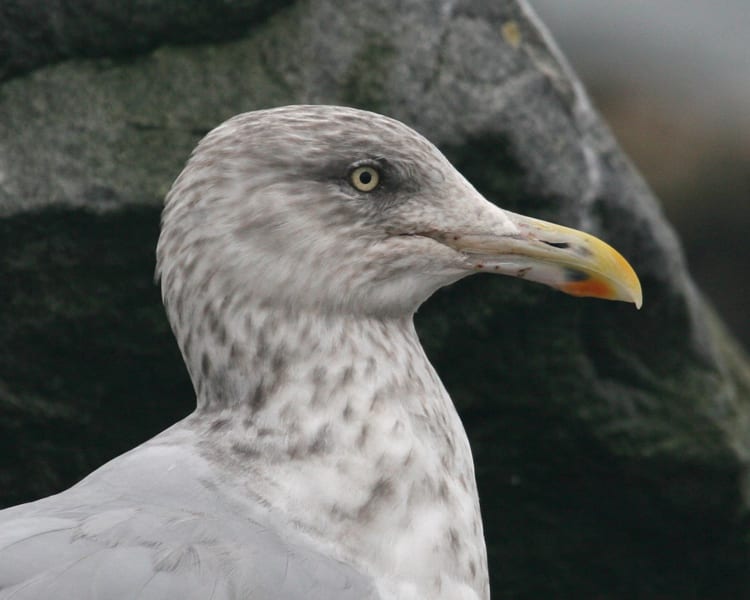 Herring Gull - adult nonbreeding