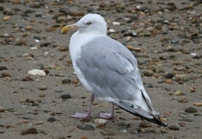 Herring Gull - late summer adult