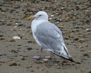 Herring Gull - late summer adult