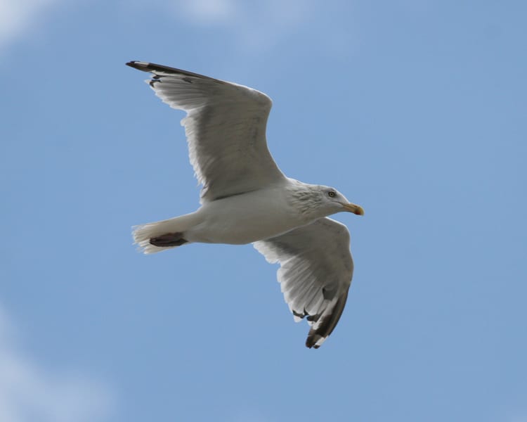 Herring Gull - adult nonbreeding in flight