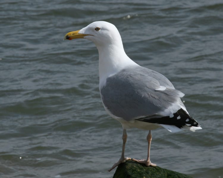 Herring Gull - fresh breeding adult 7862