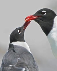 Laughing Gulls - courting behavior