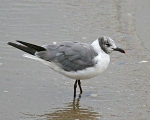 Laughing Gull - molting adult
