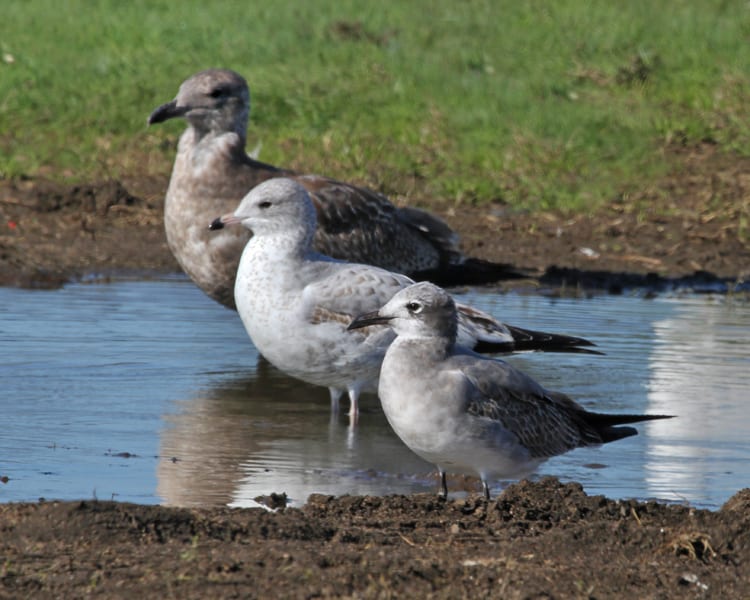 Laughing Gull - first cycle, with first cycle Ring-billed Gull and first cycle Herring Gull