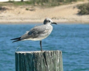 Laughing Gull - 2nd cycle nonbreeding
