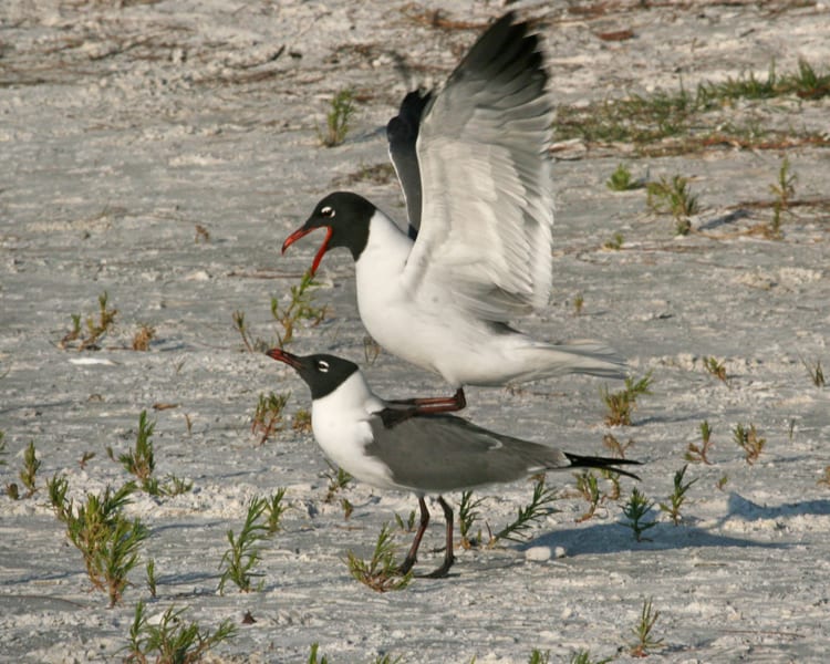 Laughing Gulls mating
