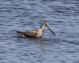 Long-billed Dowitcher - immature