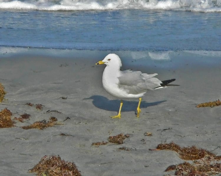 Ring-billed Gull - breeding adult