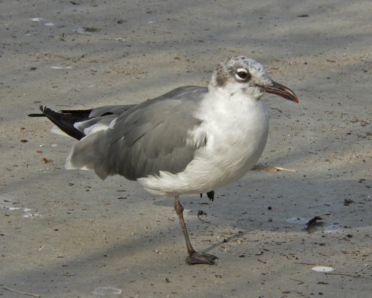 Laughing Gull - basic plumage adult