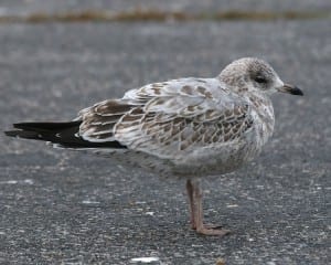 Ring-billed Gull - juvenile molting to 1st winter