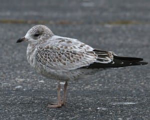 Ring-billed Gull - juvenile molting to 1st winter