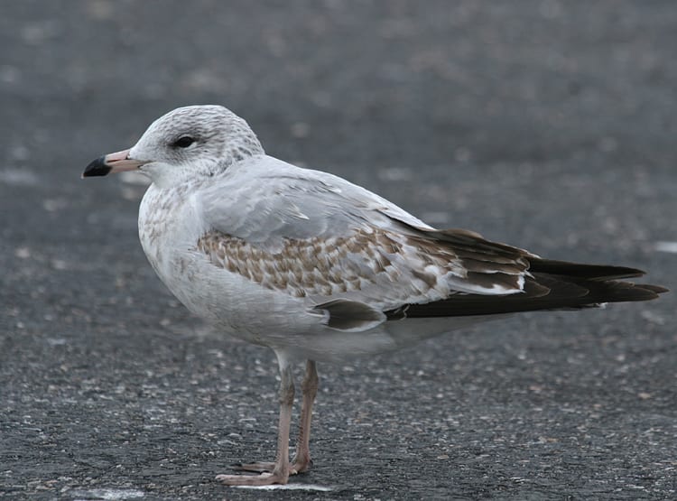 Ring-billed Gull - 1st winter