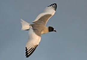Swallow-tailed Gull in flight