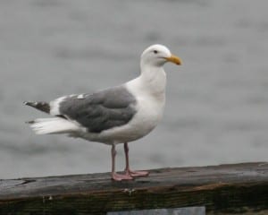 Western Gull (possibly hybrid)