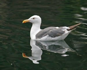 Western Gull (probable hybrid)