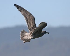 Western Gull - 1st cycle in flight