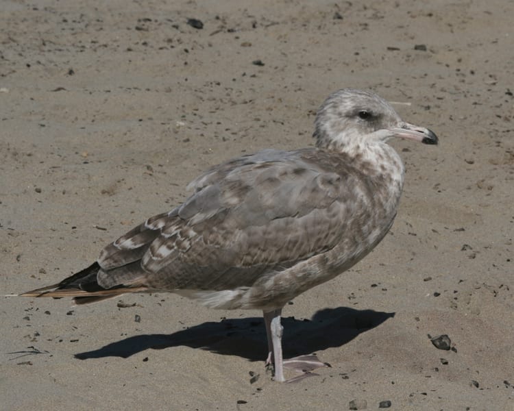 California Gull - 2nd cycle