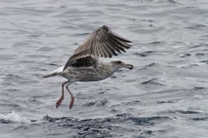 Western Gull - first cycle