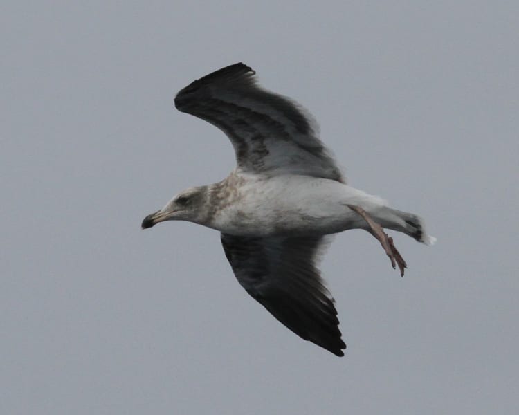 Western Gull - second cycle
