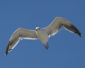 Western Gull in flight