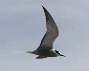 Aleutian Tern in flight