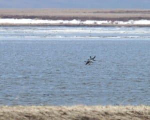Arctic Loons in flight