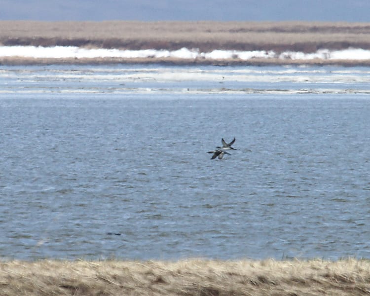 Arctic Loons in flight