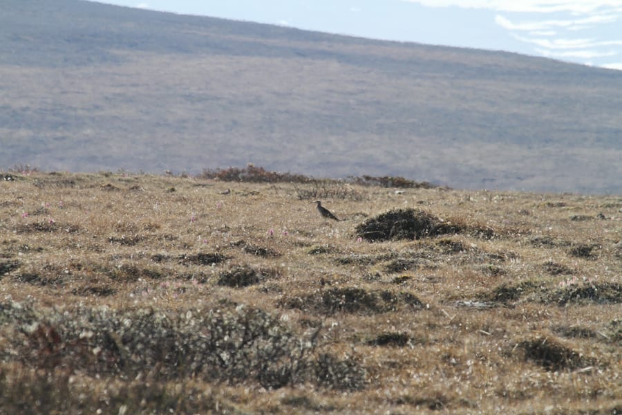 Bristle-thighed Curlew habitat