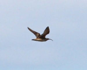 Bristle-thighed Curlew in flight