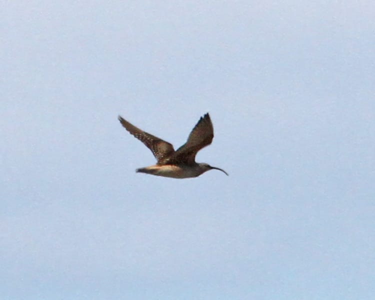 Bristle-thighed Curlew in flight