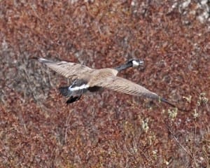 Cackling Goose (Taverner's) in flight
