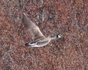 Cackling Goose (Taverner's) in flight