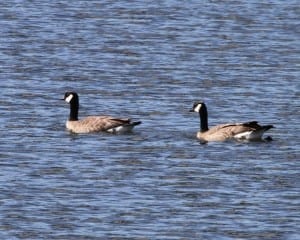 Cackling Goose pair