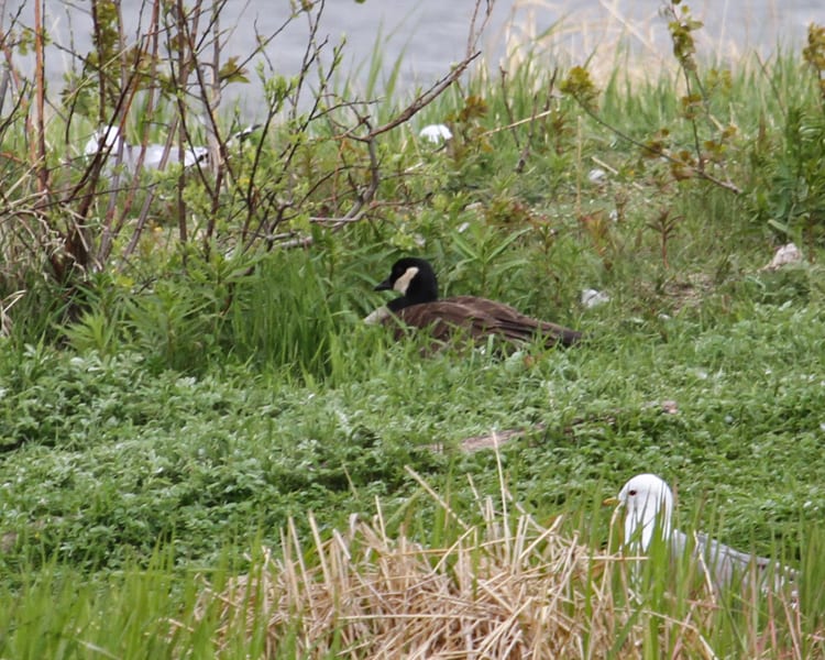 Lesser Canada Goose (parvipes)