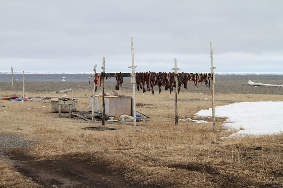 Gambell, Alaska - walrus meat on drying rack