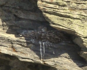 Gyrfalcon on nest