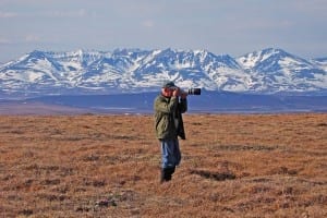 John Schwarz photographing Bristle-thighed Curlew, Nome AK