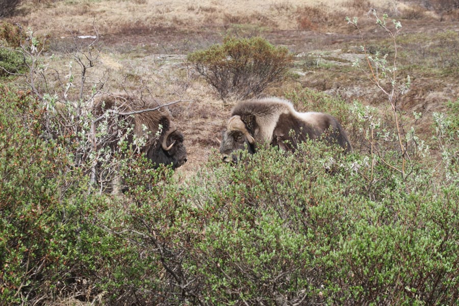 Nome, AK - Musk Oxen by the roadside