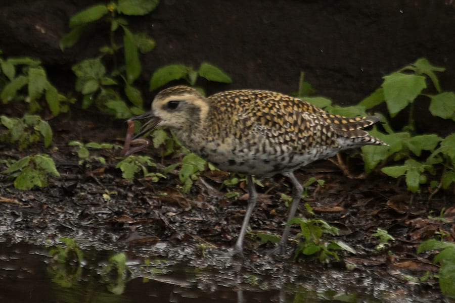 Pacific Golden-Plover (basic plumage)