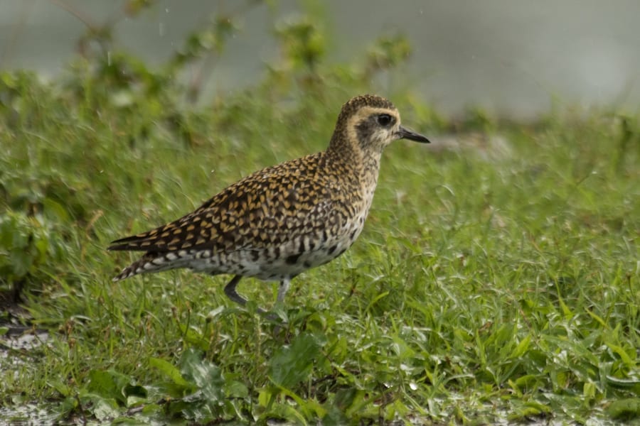 Pacific Golden-Plover (basic plumage)