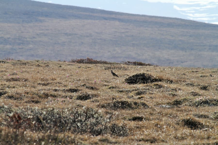 The Bristle-thighed Curlew hilltop, Nome, AK