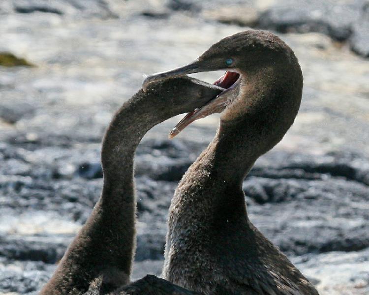 Flightless Cormorants - mother feeding chick